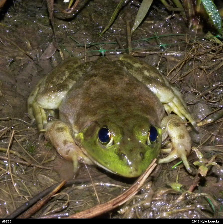 American Bullfrog