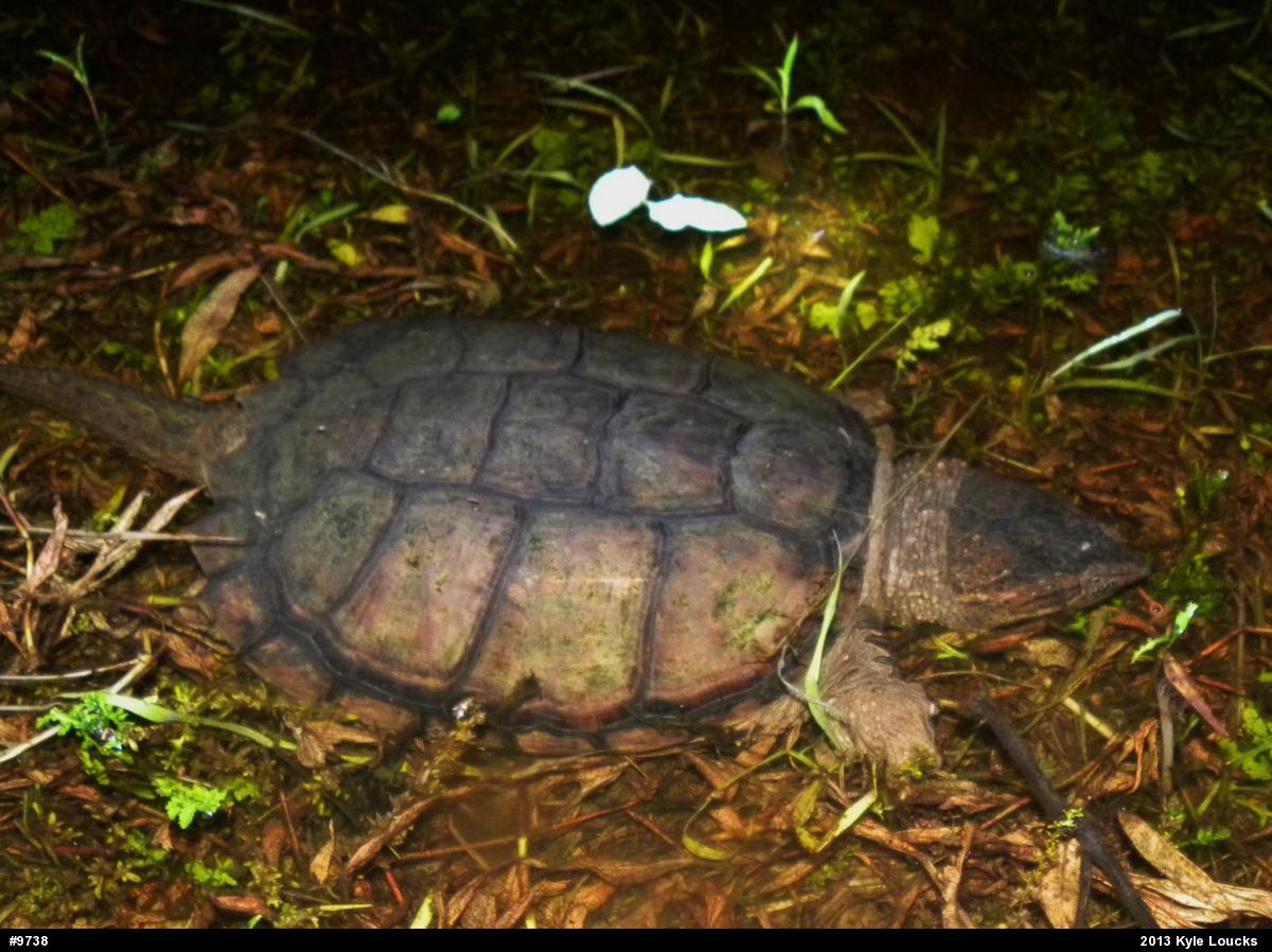 Snapping Turtle