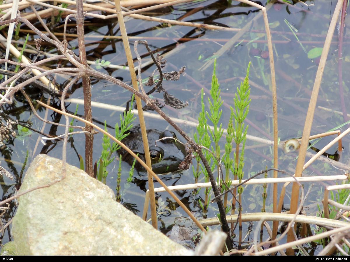 American Bullfrog
