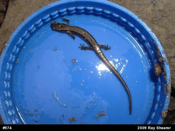 Northern Two-lined Salamander