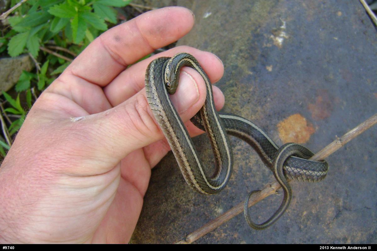 Shorthead Gartersnake