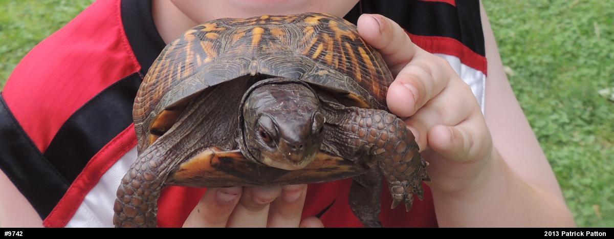 Eastern Box Turtle