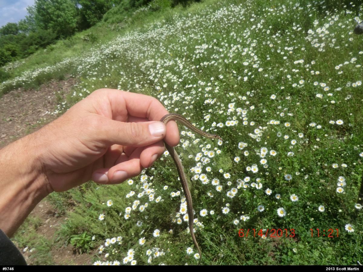 Eastern Gartersnake