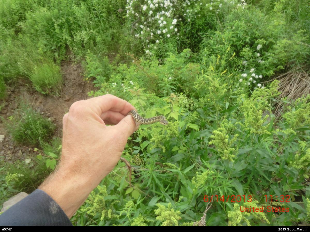 Eastern Gartersnake