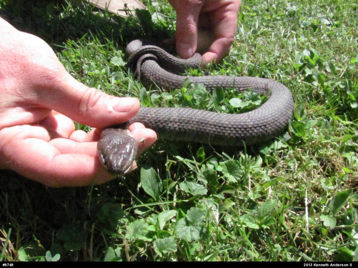 Northern Watersnake