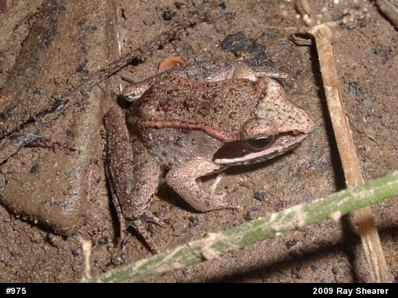 Wood Frog
