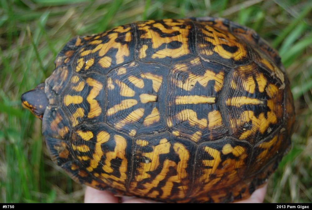 Eastern Box Turtle