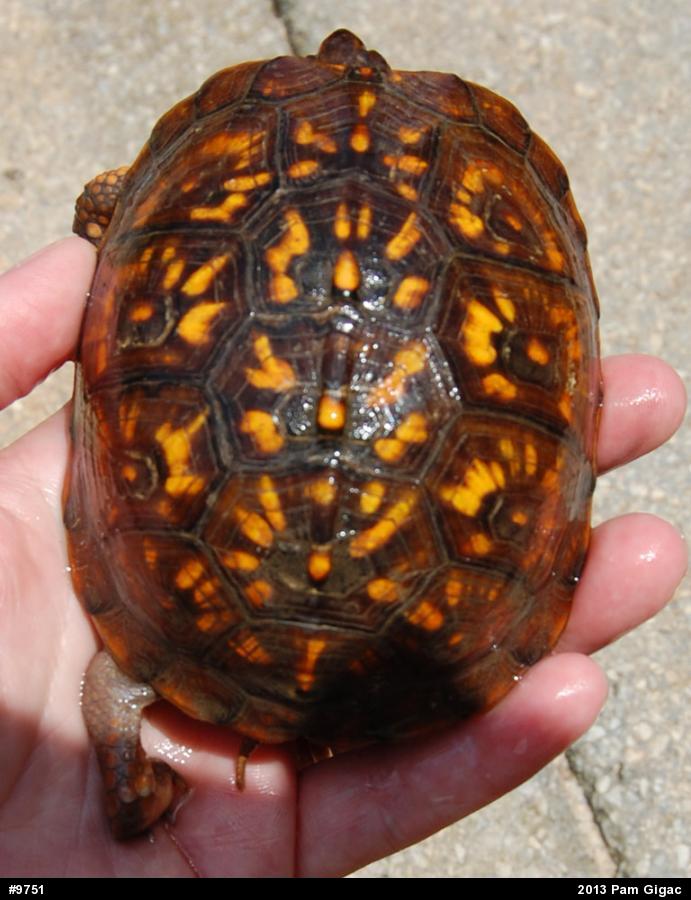 Eastern Box Turtle