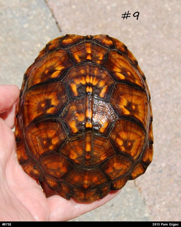 Eastern Box Turtle