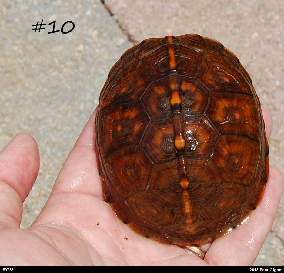 Eastern Box Turtle