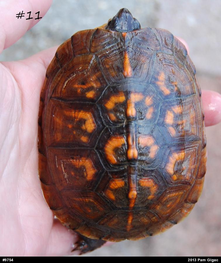 Eastern Box Turtle