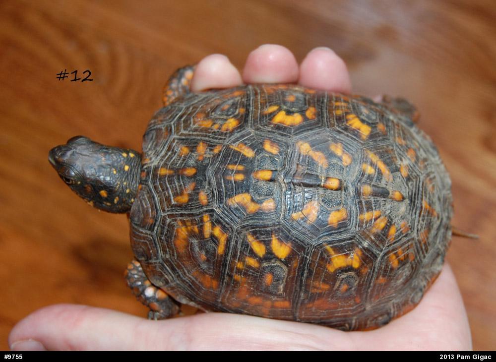 Eastern Box Turtle