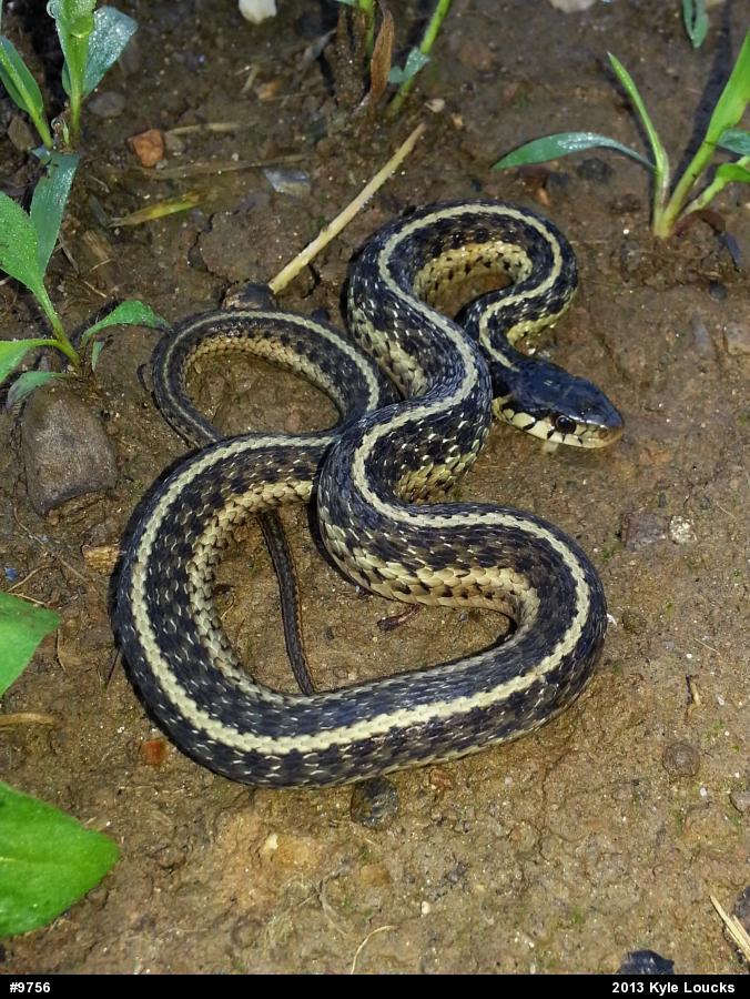 Eastern Gartersnake