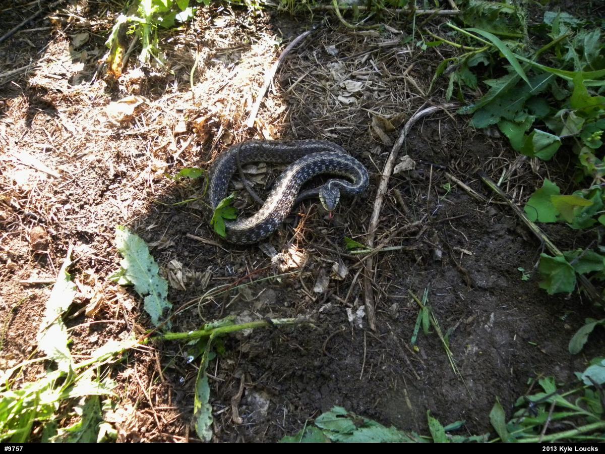 Eastern Gartersnake