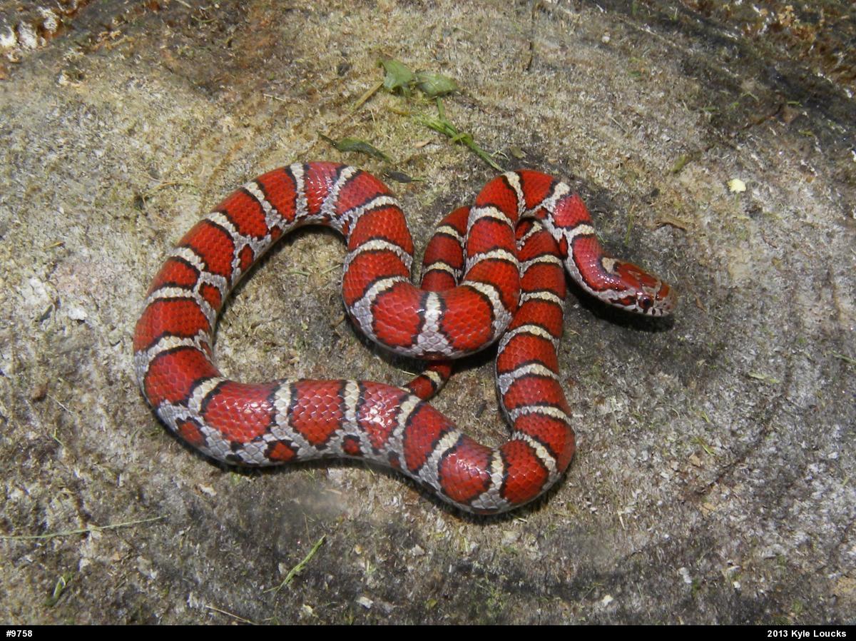 Eastern Milksnake