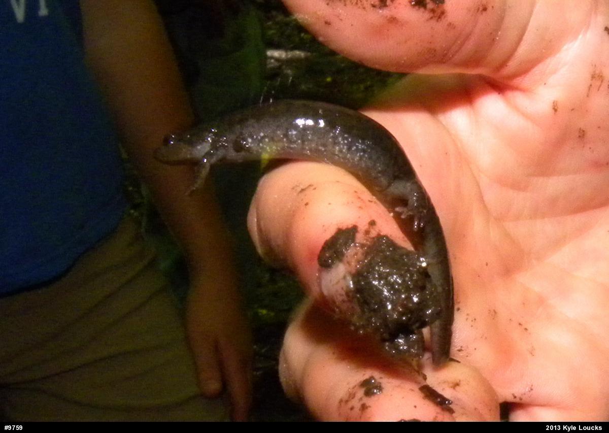 Northern Dusky Salamander
