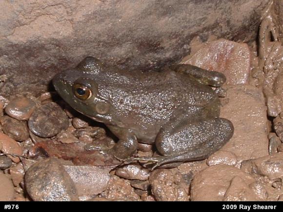 American Bullfrog