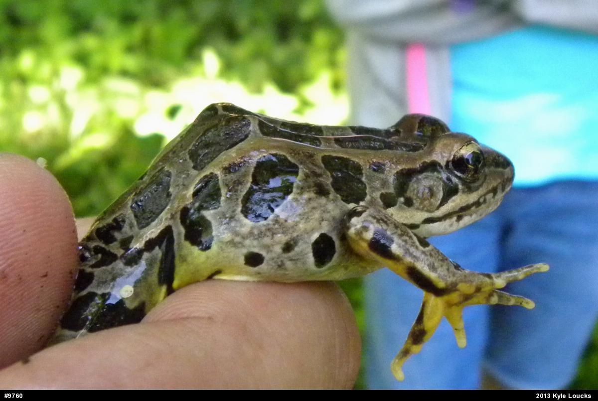 Pickerel Frog