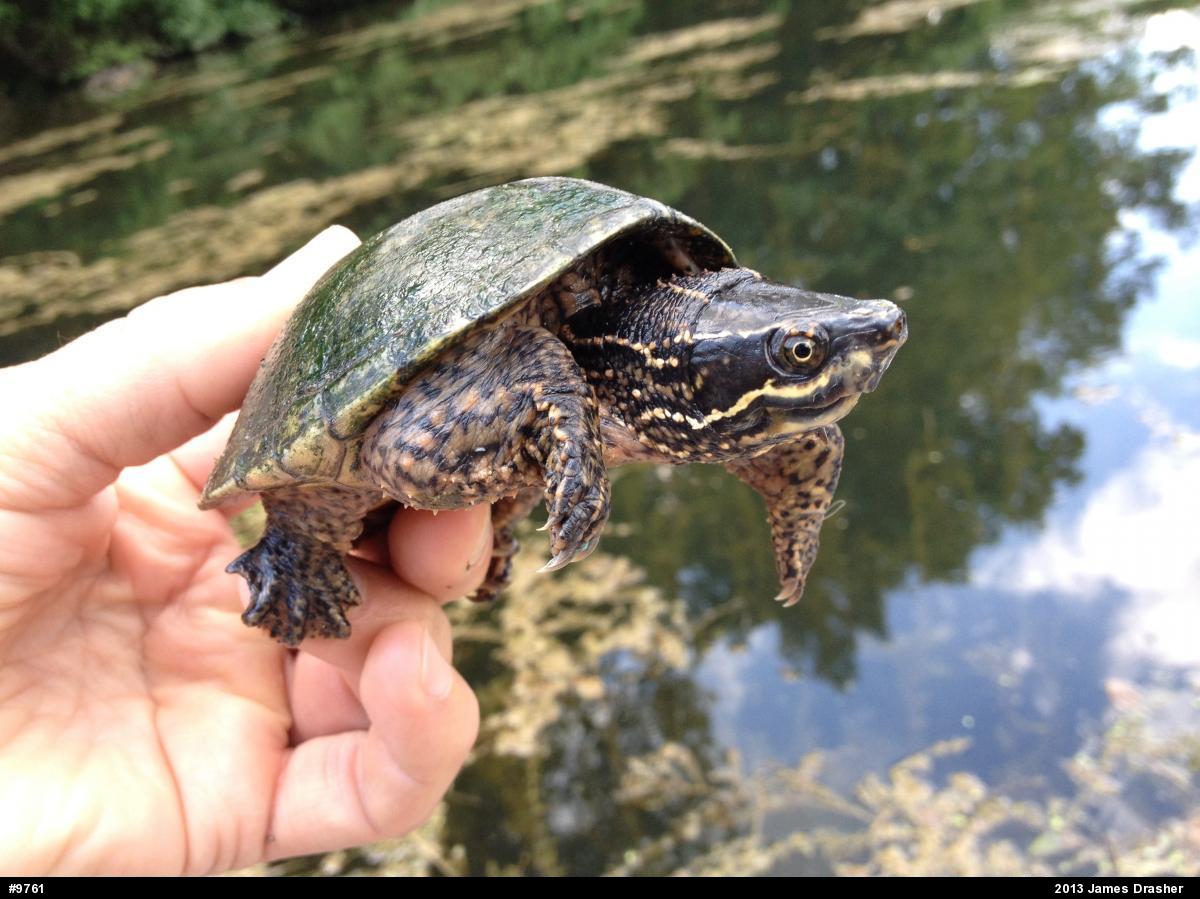 Eastern Musk Turtle