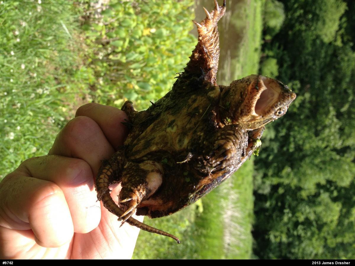 Snapping Turtle