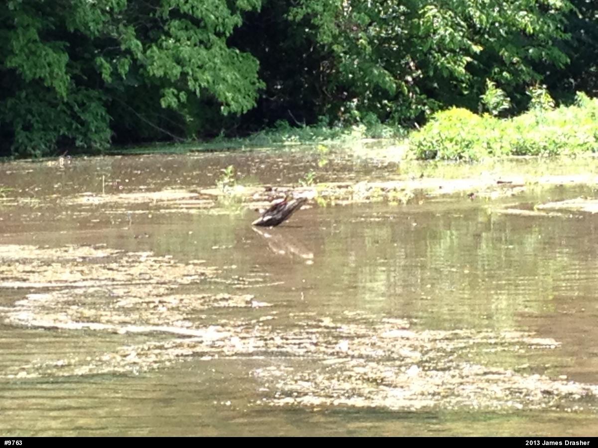 Painted Turtle