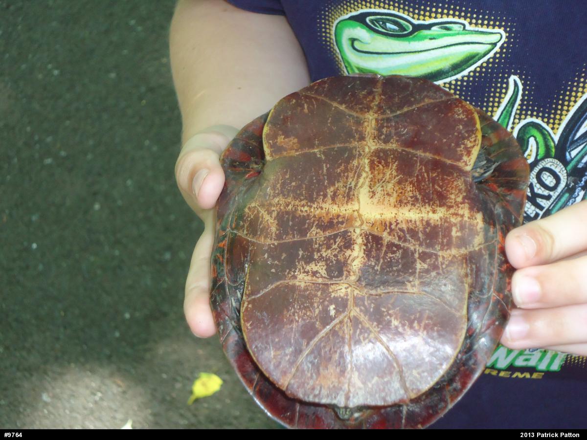 Painted Turtle