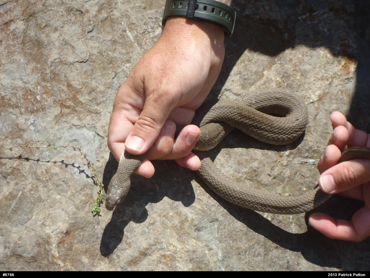 Northern Watersnake