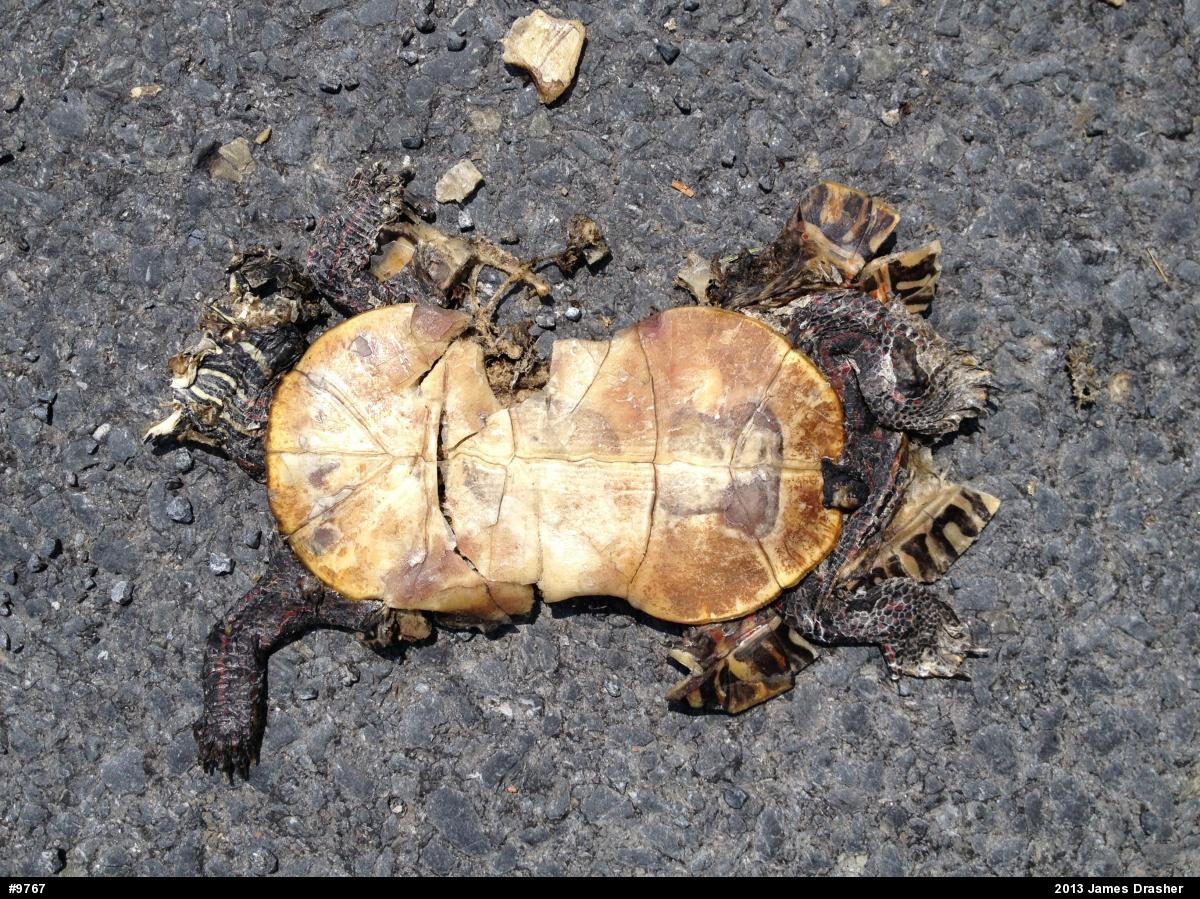 Painted Turtle