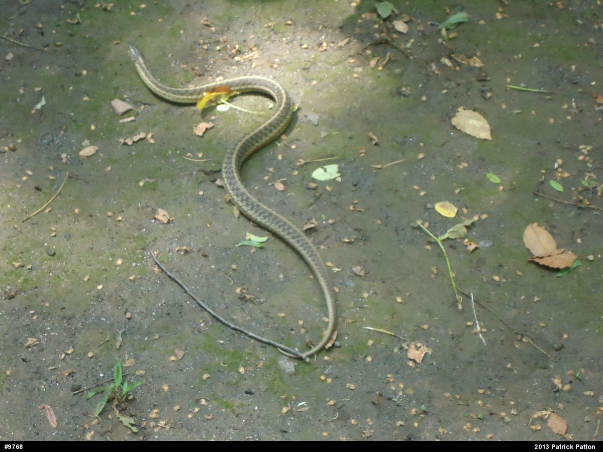 Eastern Gartersnake