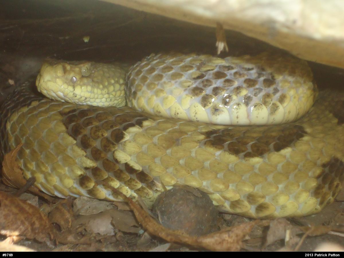 Timber Rattlesnake