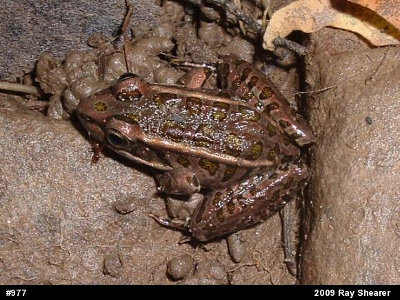 Pickerel Frog