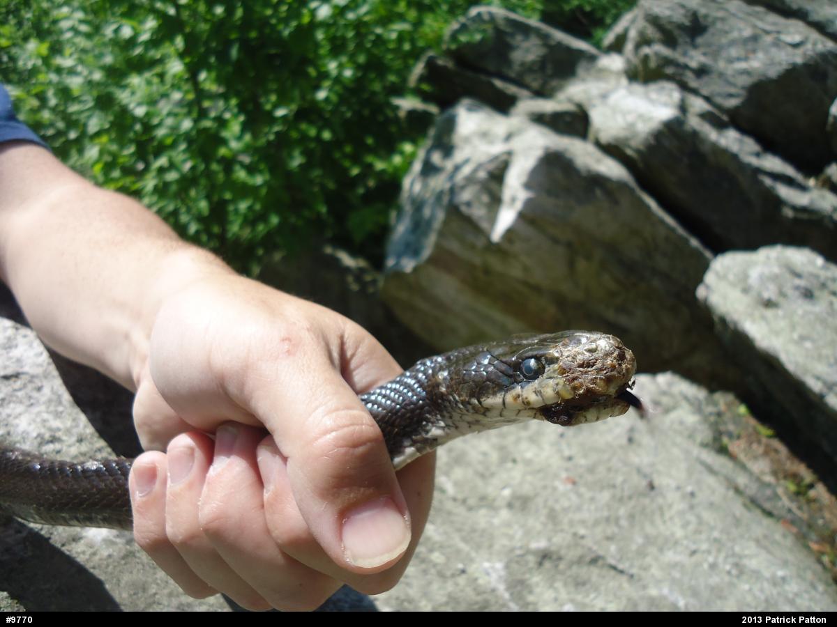 Eastern Ratsnake