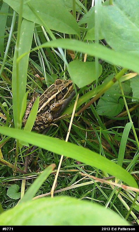 Pickerel Frog