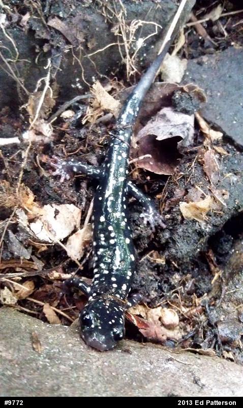 Northern Slimy Salamander