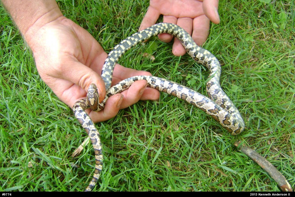Eastern Milksnake