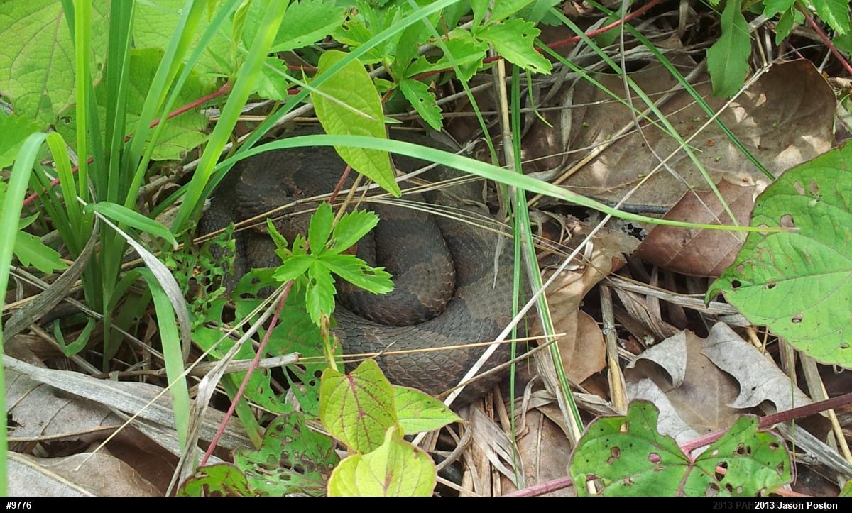 Northern Copperhead