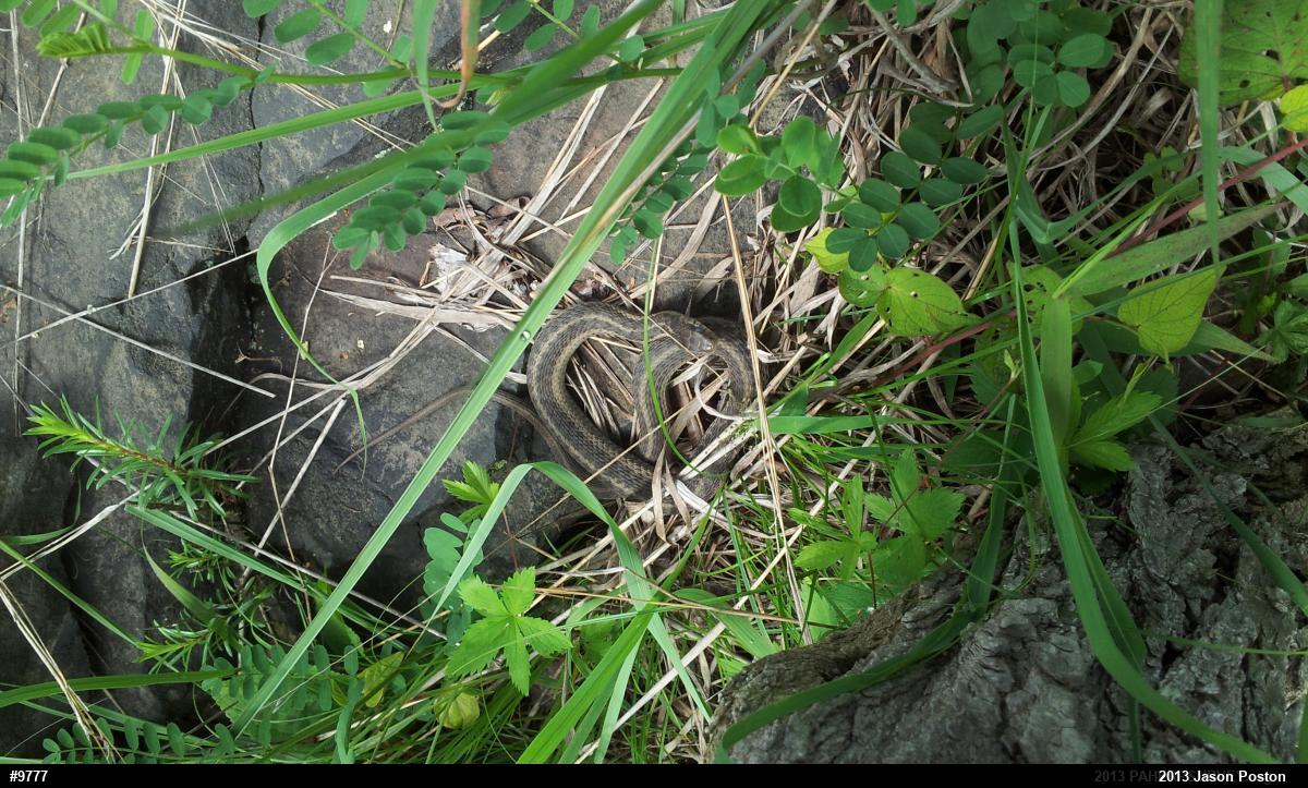 Eastern Gartersnake