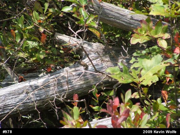 Common Five-lined Skink