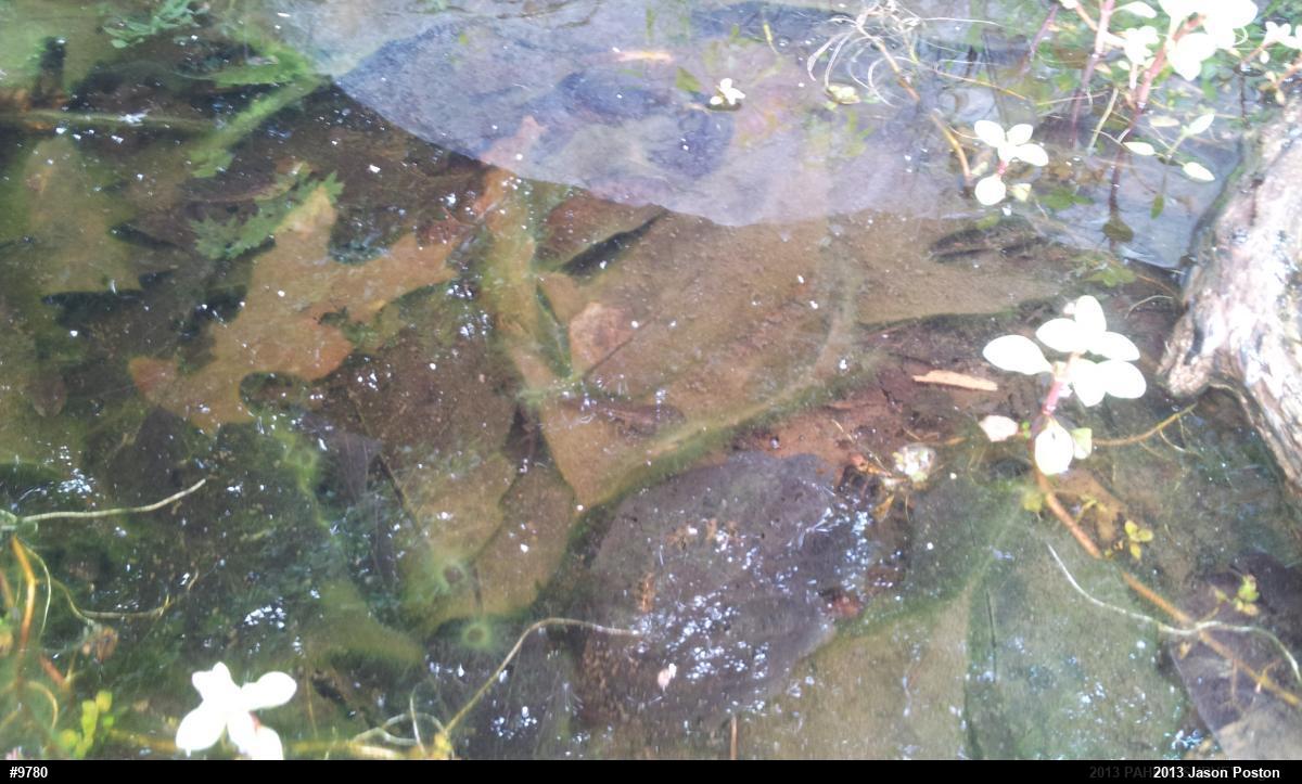 Wood Frog