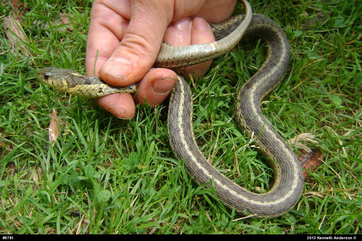 Eastern Gartersnake