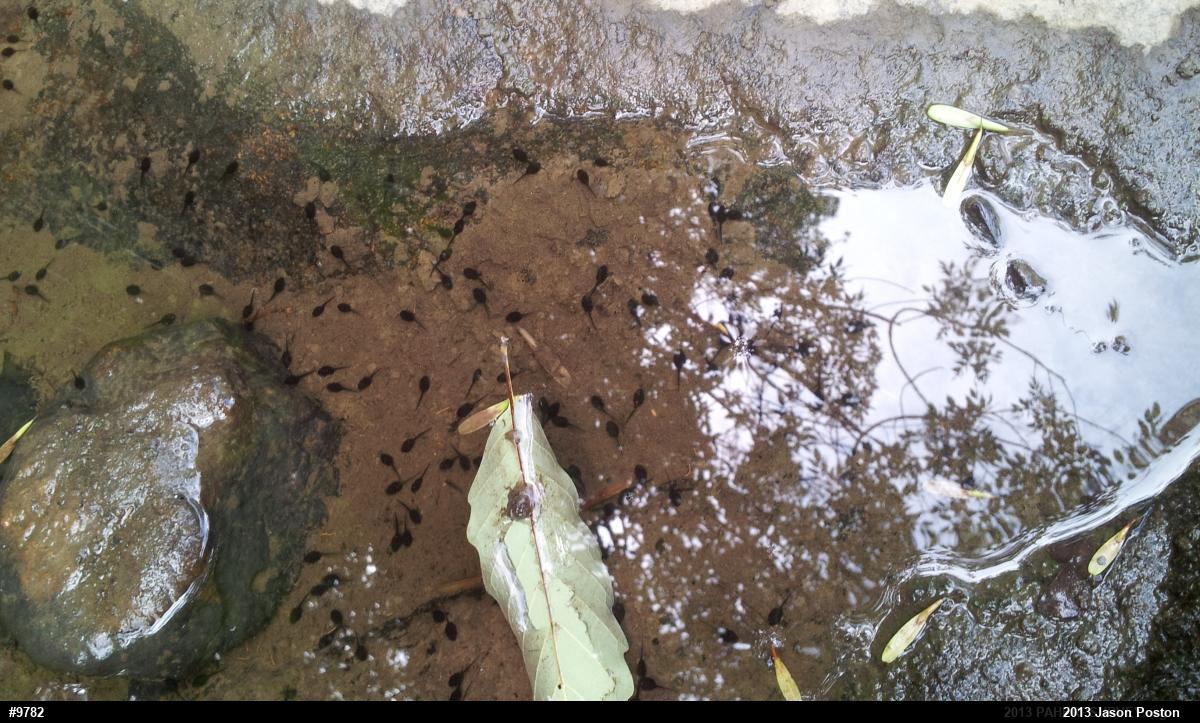 Eastern American Toad