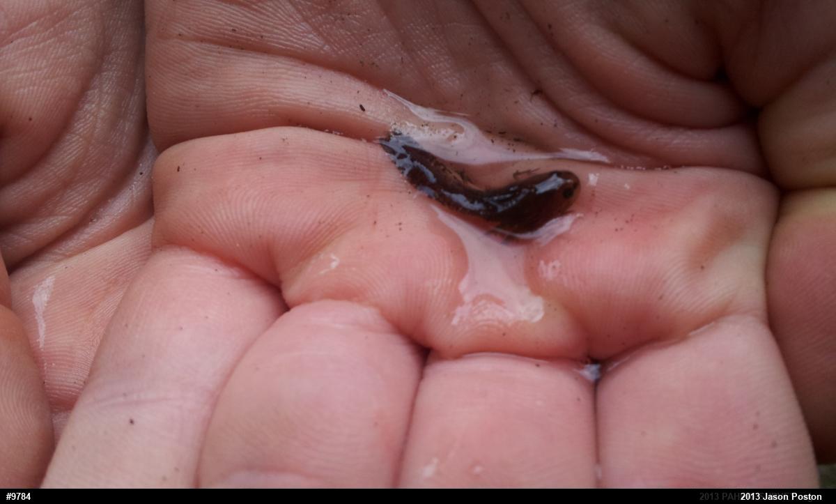 Spotted Salamander