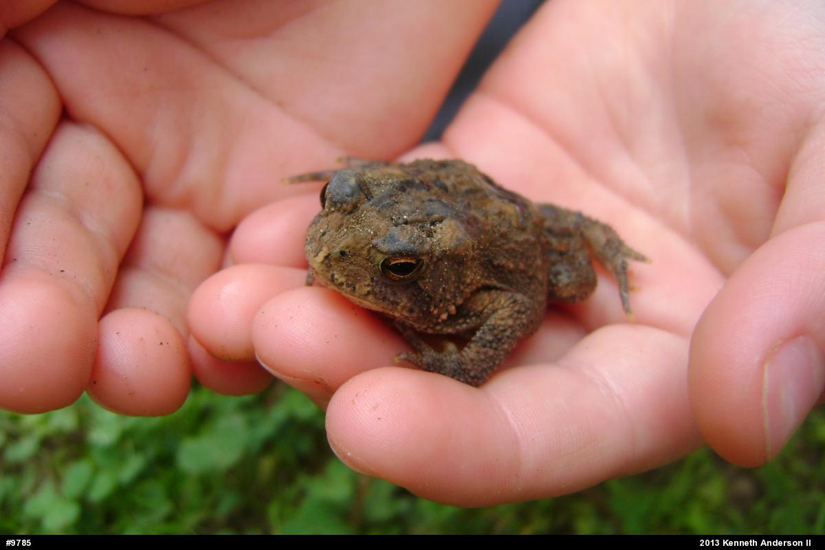 True Toads