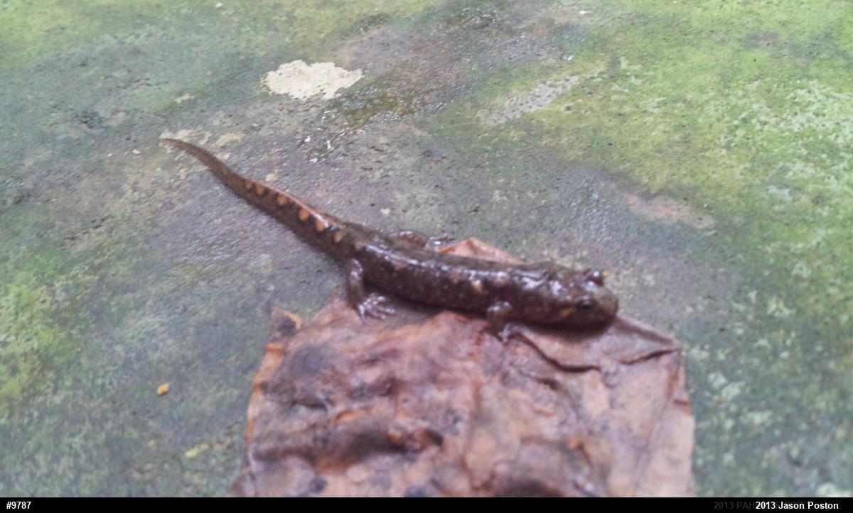 Seal Salamander