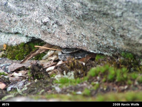 Timber Rattlesnake
