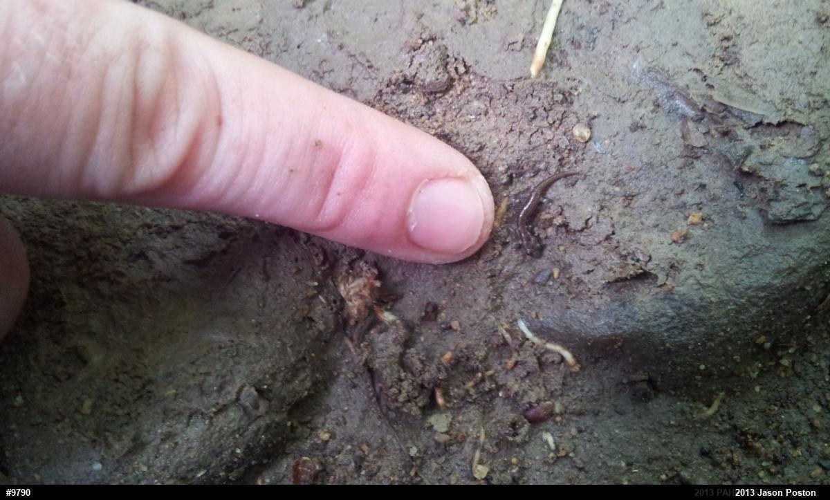Allegheny Mountain Dusky Salamander