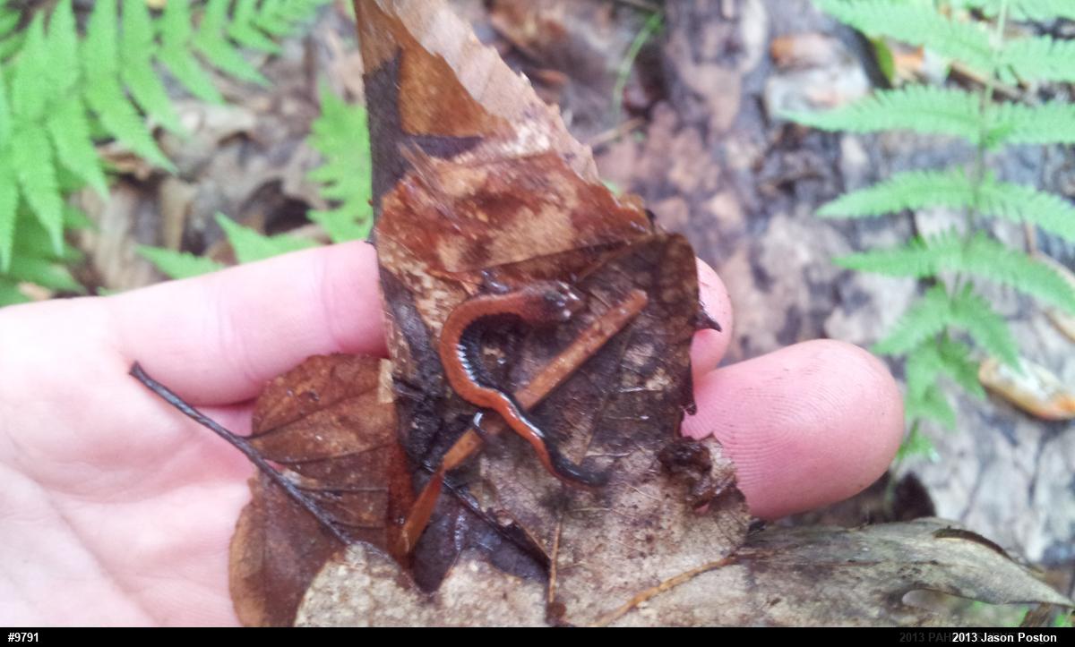 Eastern Red-backed  Salamander