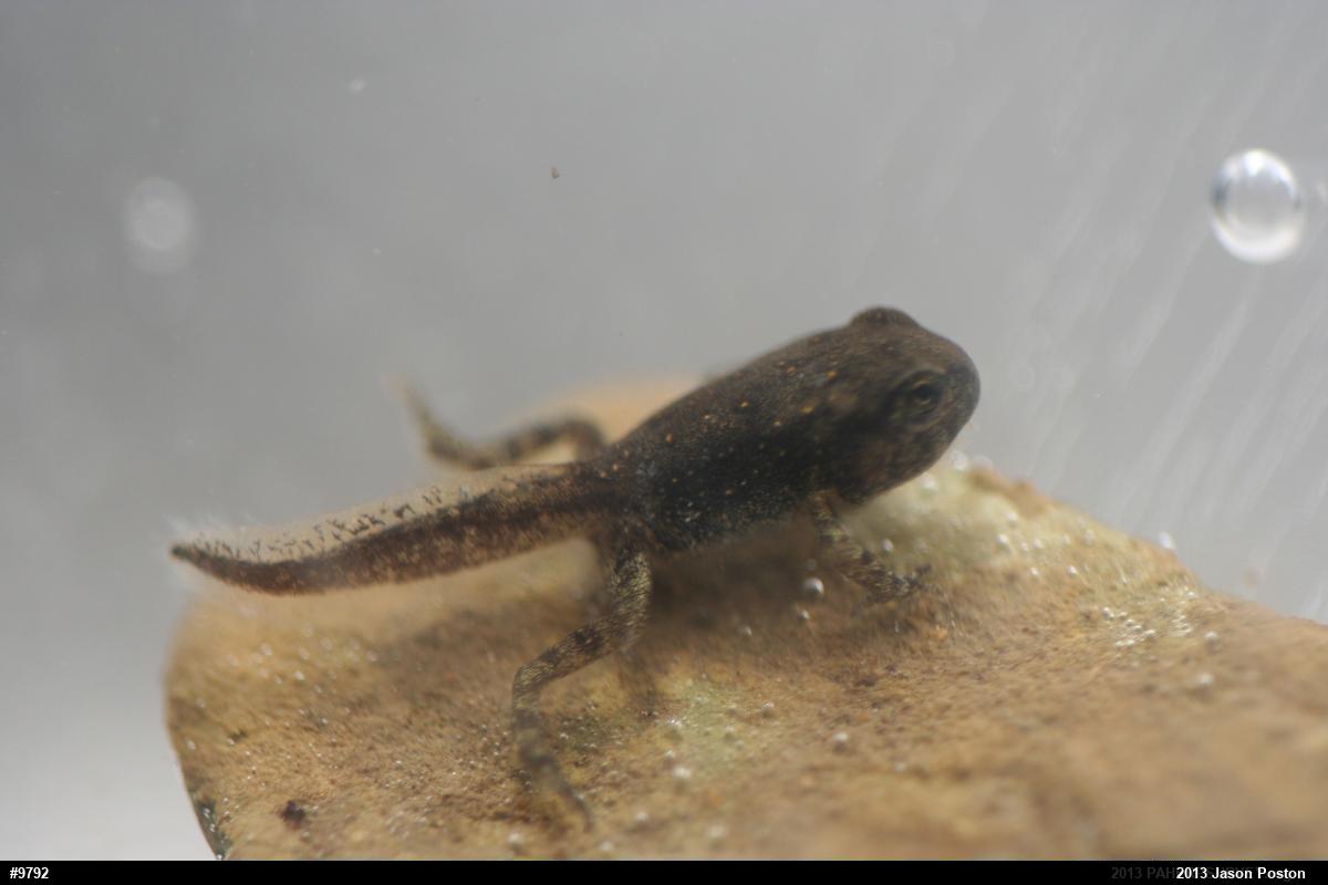 True Toads