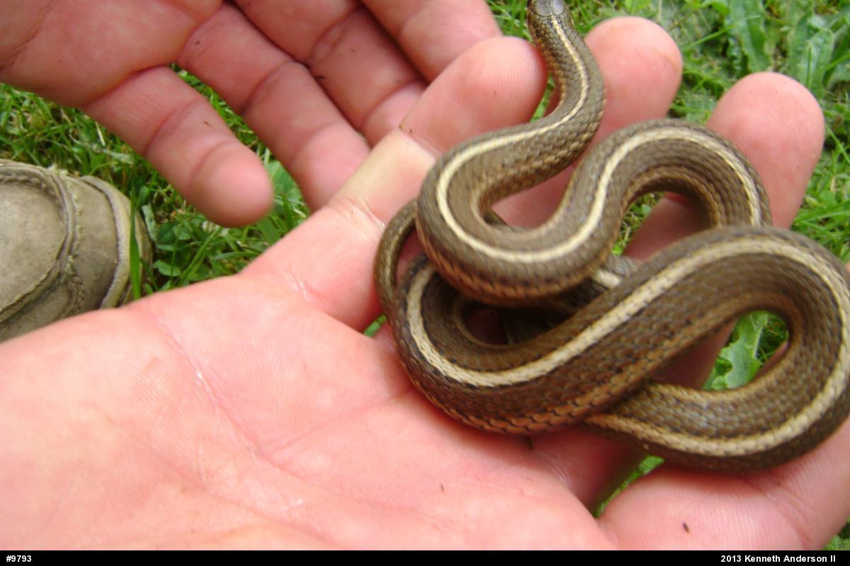 Shorthead Gartersnake