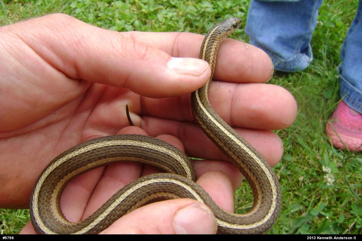 Shorthead Gartersnake